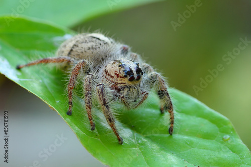 A Jumping Spider ''hyllus semicupreus'' perched on a leaf, macro, close up, insect, wildlife.
