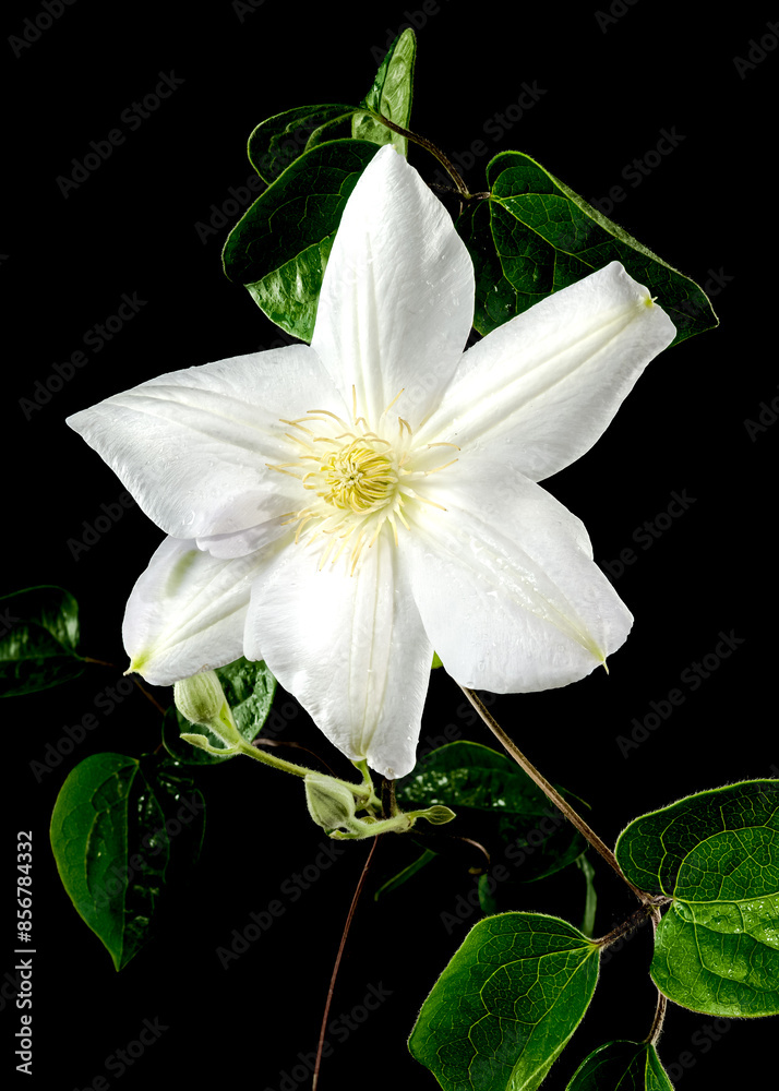 Obraz premium Blooming white clemantis on a black background