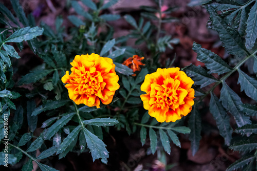 Tagetes erecta, Pot Meri gold, golden merigold or Tagetes Lemmonii Red and Yellow beautiful flowers photo