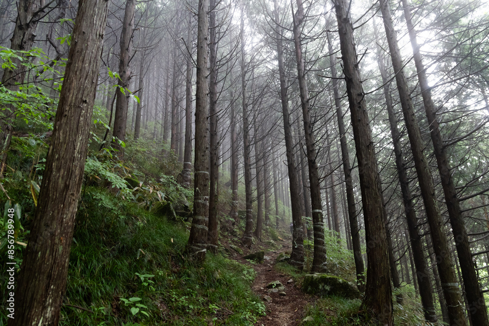 Fototapeta premium 霧に覆われた登山道