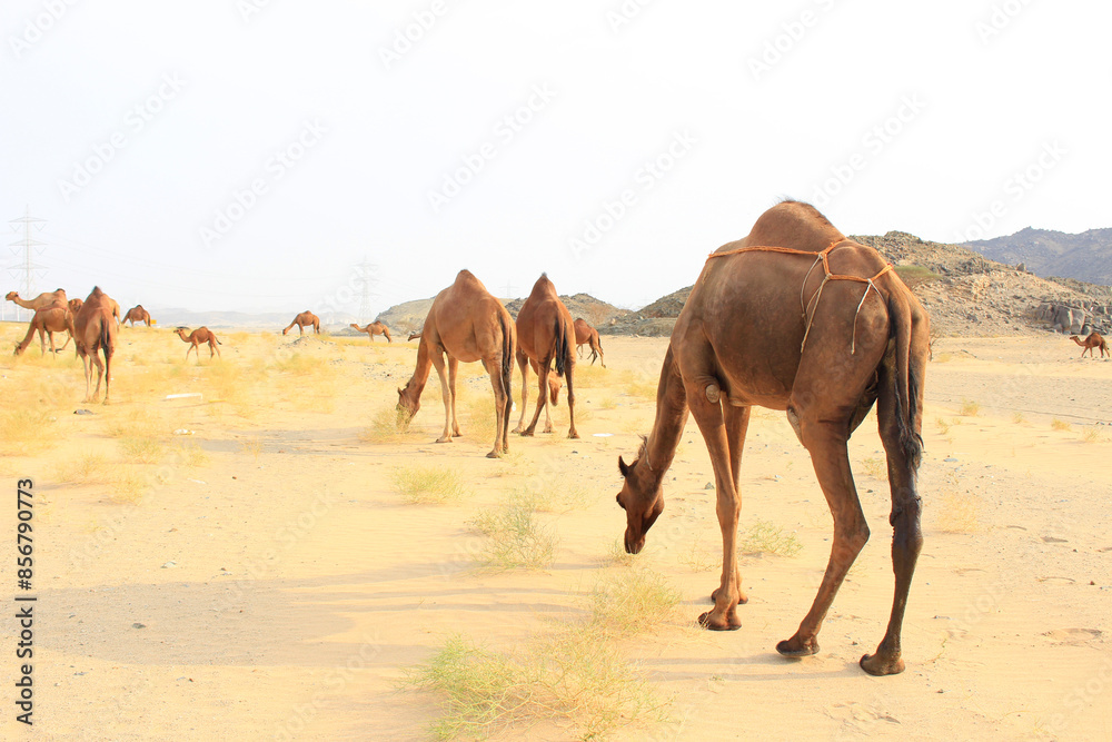 camels caravan in Saudi Arabian desert camels caravan in Saudi Arabian desert