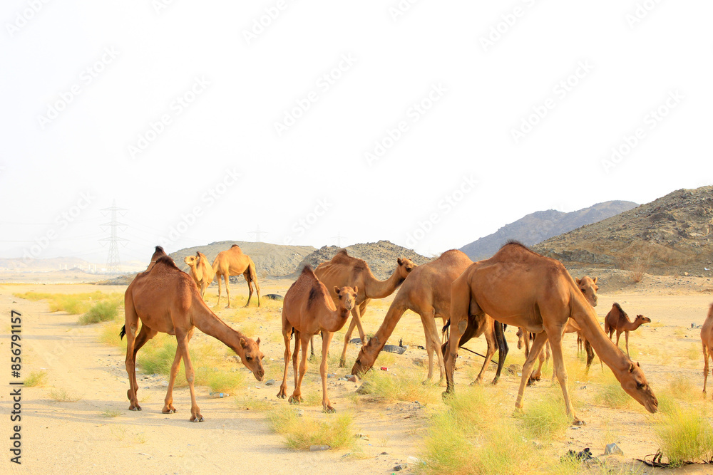 camels caravan in Saudi Arabian desert camels caravan in Saudi Arabian desert