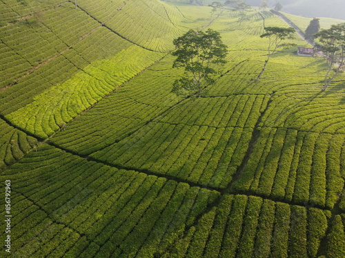 The drone view of Kaligua tea garden in Brebes Regency, Central Java, Indonesia. It was taken on June 20, 2024 by a professional. It's an iconic garden in this regency