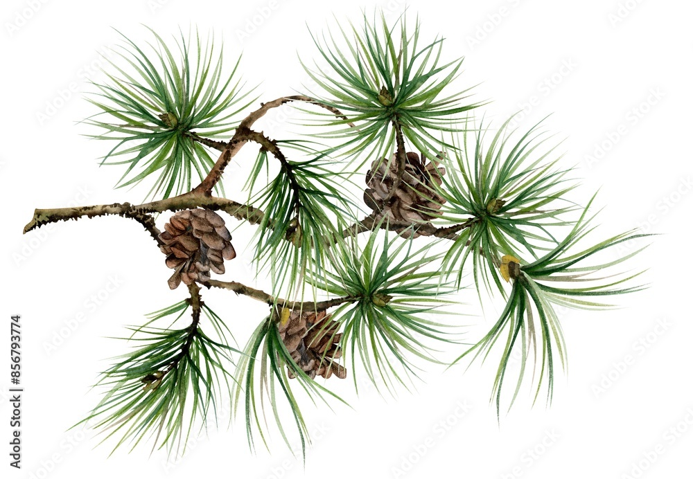 Fir pine tree spruce conifer branch with needles, cone. Hand drawn watercolor botanical illustration. Single object isolated white background. Design wedding, love cards, florist shop, bouquet. Fir pine tree spruce conifer branch with needles, cone. Hand drawn watercolor botanical illustration. Single object isolated white background. Design wedding, love cards, florist shop, bouquet.