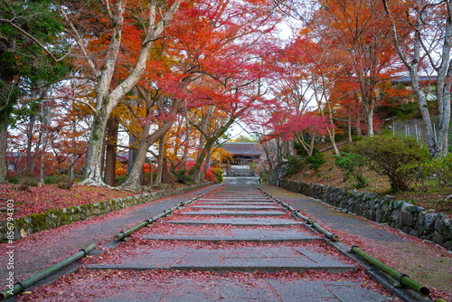 The red carpet of Kyoto at Bishamondo Temple. An autumn maple leaves in Japan on the ground surrounded by read each color on the root of the tree. Japan beautiful autumn leaf in Kyoto. photo