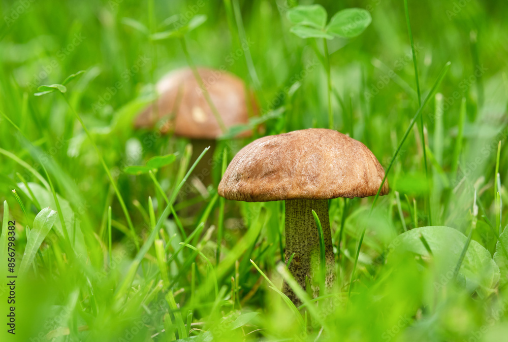 Two Peppery boletes growing in a forest. Shallow depth of field Two Peppery boletes growing in a forest. Shallow depth of field
