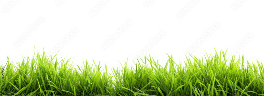 Fresh Green Grass Isolated on White Background Fresh Green Grass Isolated on White Background