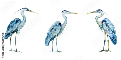 Cute watercolor heron isolated on white background.