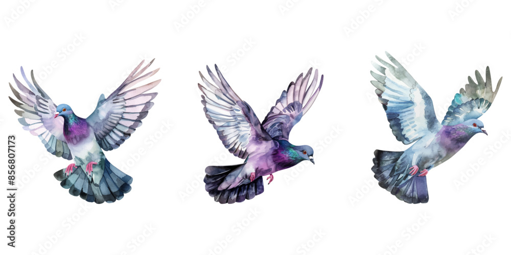 Fototapeta premium Cute watercolor pigeon flying isolated on white background.