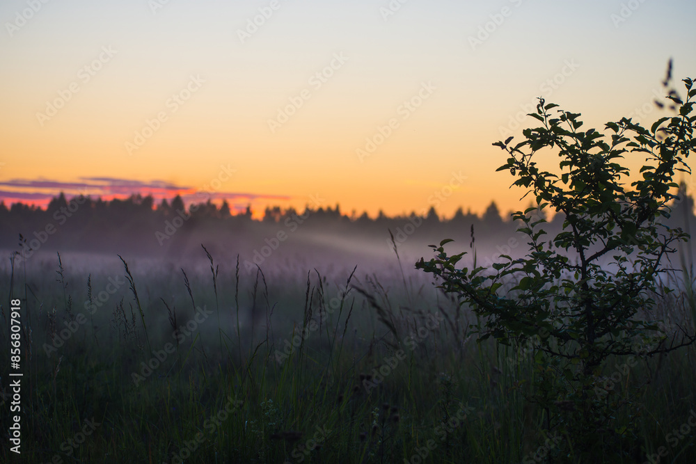 Fog falling on the grass in a field on a summer evening Fog falling on the grass in a field on a summer evening