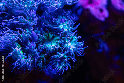 Beautiful blue sea anemones growing in the aquarium in Germany. Underwater scenery.