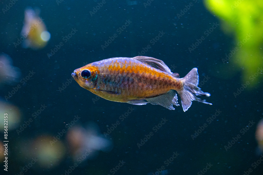 Beautiful underwater scenery in aquarium with blue fish. Tropical underwater life. Beautiful underwater scenery in aquarium with blue fish. Tropical underwater life.