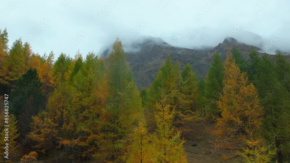 Fall autumn larch forest trees aerial drone Saas Fee Swizerland gray grey rainy fog mist moody Swiss Alps mountain peaks Feevispa River glacier glacial peaceful valley cloud layer upward motion Fall autumn larch forest trees aerial drone Saas Fee Swizerland gray grey rainy fog mist moody Swiss Alps mountain peaks Feevispa River glacier glacial peaceful valley cloud layer upward motion