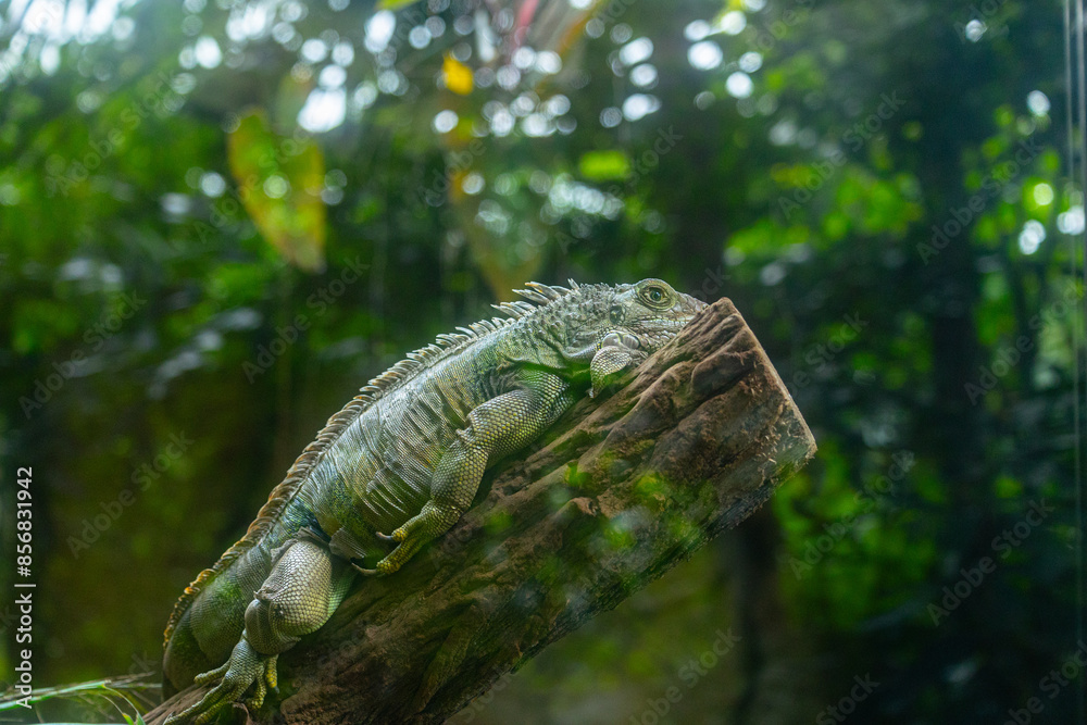 A beautiful green iguana resting in the tree in terrarium. Exotic scenery in aquazoo in Dusseldorf, Germany. A beautiful green iguana resting in the tree in terrarium. Exotic scenery in aquazoo in Dusseldorf, Germany.