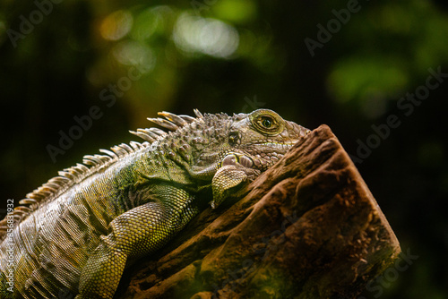 A beautiful green iguana resting in the tree in terrarium. Exotic scenery in aquazoo in Dusseldorf, Germany. photo