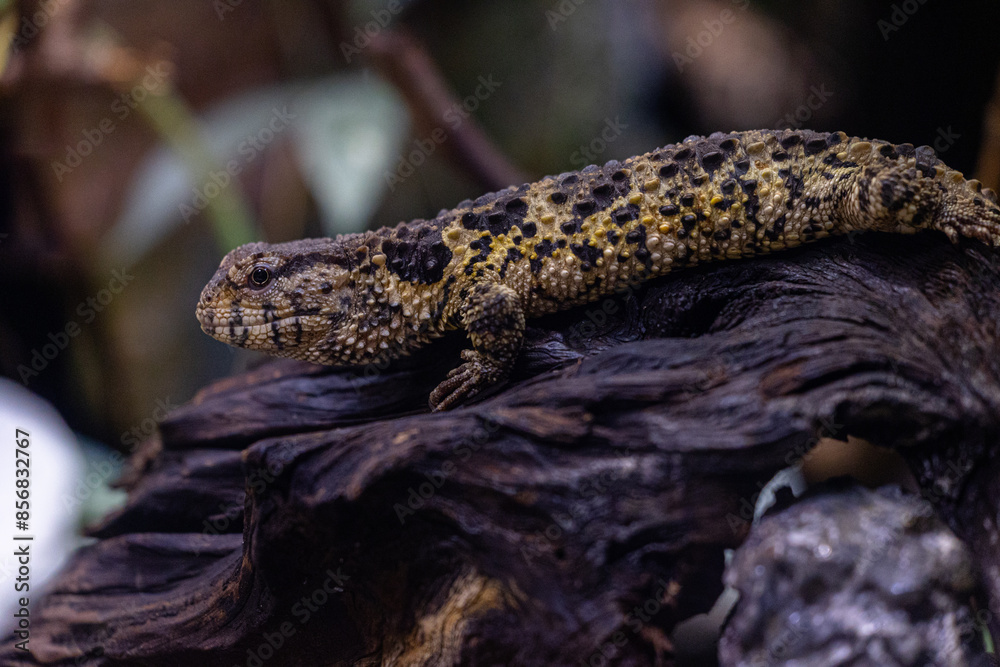 A beautiful, brown lizard living in the terrarium. An exotic scenery in aquazoo in Dusseldorf, Germany.