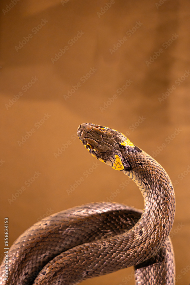 Fototapeta premium Beautiful brown snake living in a terrarium. Exotic scenery in aquarium in Dusseldorf, Germany.