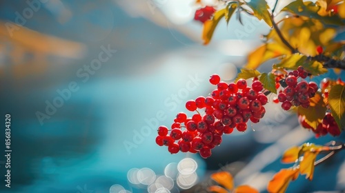 Close up of red rowan berry next to blurry blue water in a Norwegian fjord showcasing northern wild plant life