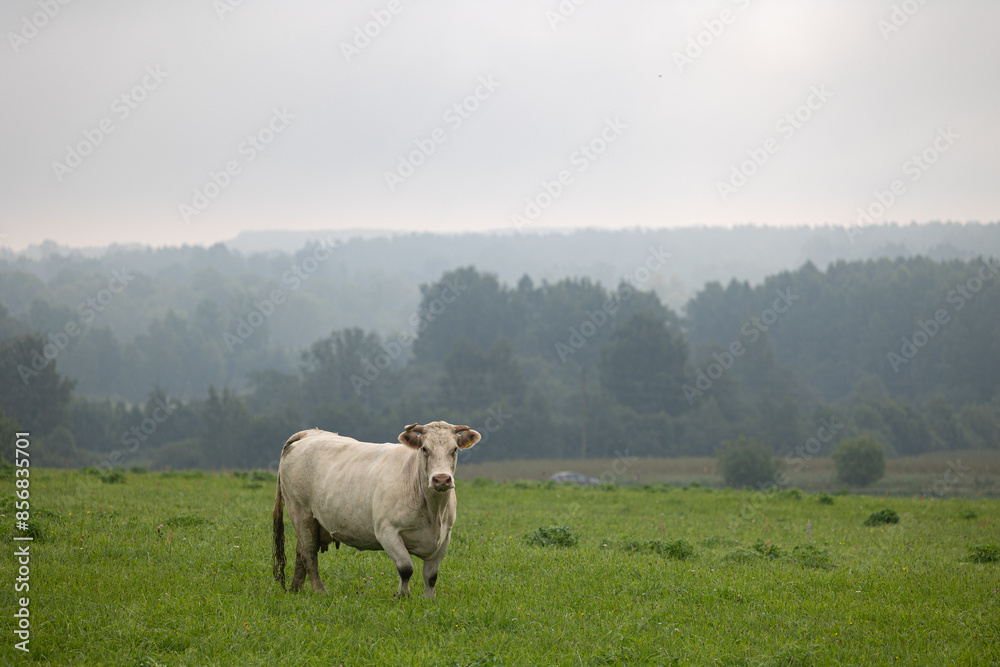 Beautiful cows grazing in the misty pasture during summer morning. Rural scenery of Latvia, Northern Europe. Beautiful cows grazing in the misty pasture during summer morning. Rural scenery of Latvia, Northern Europe.