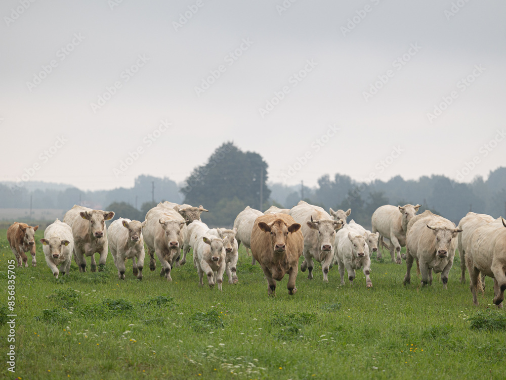 Beautiful cows grazing in the misty pasture during summer morning. Rural scenery of Latvia, Northern Europe. Beautiful cows grazing in the misty pasture during summer morning. Rural scenery of Latvia, Northern Europe.