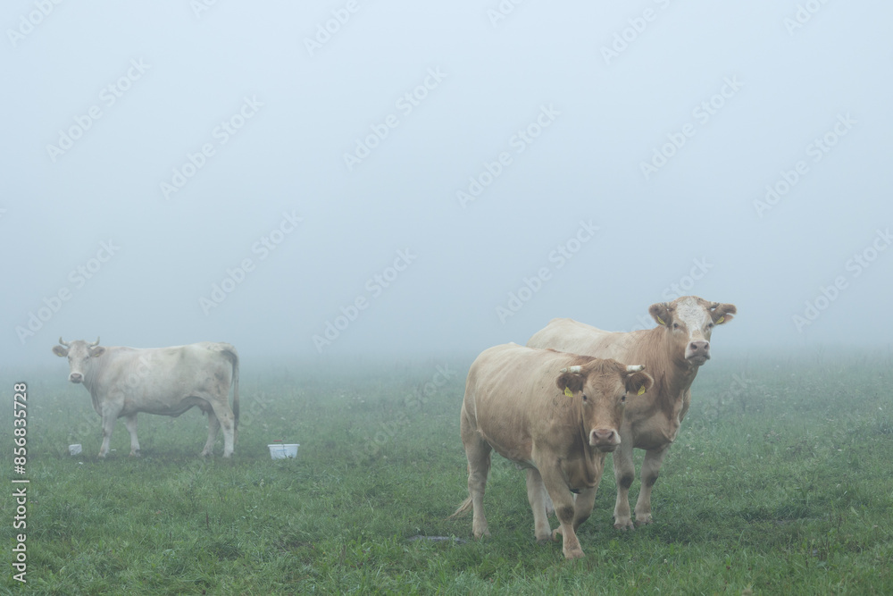 Beautiful cows grazing in the misty pasture during summer morning. Rural scenery of Latvia, Northern Europe. Beautiful cows grazing in the misty pasture during summer morning. Rural scenery of Latvia, Northern Europe.