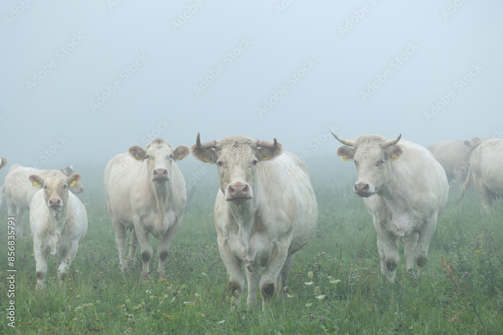 Fototapeta premium Beautiful cows grazing in the misty pasture during summer morning. Rural scenery of Latvia, Northern Europe.
