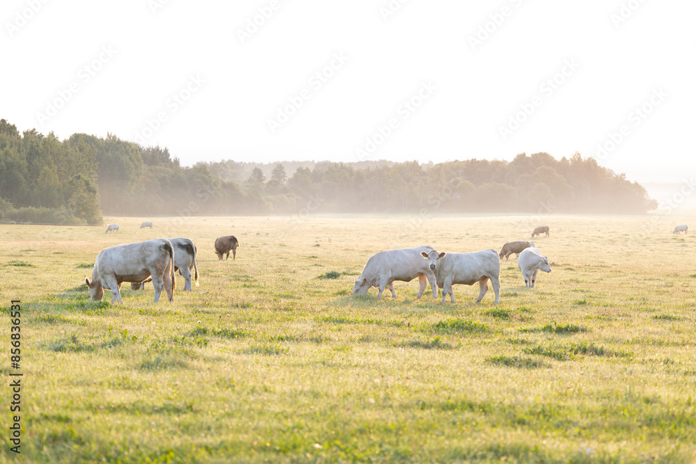 A beautiful summer morning scenery with cows grazing in the meadow. Rural landscape with cattle in Latvia, Northern Europe. A beautiful summer morning scenery with cows grazing in the meadow. Rural landscape with cattle in Latvia, Northern Europe.