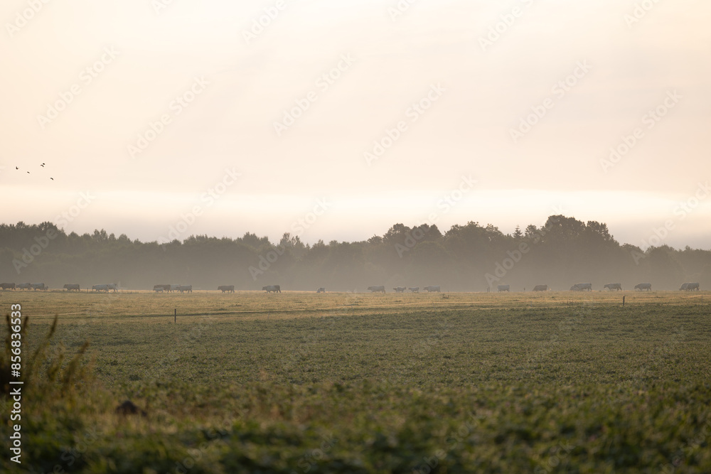 A beautiful summer morning scenery with cows grazing in the meadow. Rural landscape with cattle in Latvia, Northern Europe. A beautiful summer morning scenery with cows grazing in the meadow. Rural landscape with cattle in Latvia, Northern Europe.