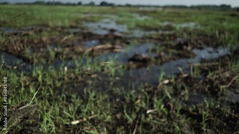 A medium shot focusing on a wetland area with patches of green grass. The waterlogged ground is visible, with reflections of the sky on the water surface. A medium shot focusing on a wetland area with patches of green grass. The waterlogged ground is visible, with reflections of the sky on the water surface.
