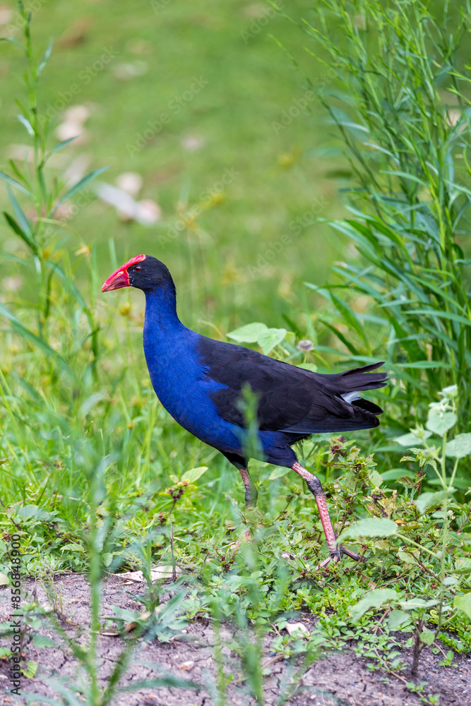Close-Up of Purple Swamphen walking through Grassland, Queensland, Australia. Close-Up of Purple Swamphen walking through Grassland, Queensland, Australia.