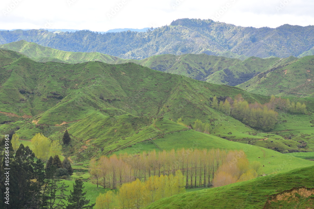Obraz premium Deforested hills growing grass for livestock farming with visible signs of erosion in Taranaki along the Forgotten World Highway. Location: Taranaki New Zealand