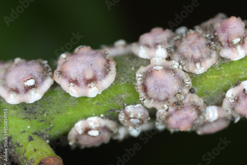 White wax scale insects Ceroplastes sp. on new wood of laurel plant. photo