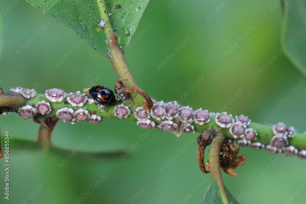 Fig wax scale Ceroplastes rusci on bay laurel (Laurus nobilis) shrub and their natural enemy the ladybird Exochomus quadripustulatus. Fig wax scale Ceroplastes rusci on bay laurel (Laurus nobilis) shrub and their natural enemy the ladybird Exochomus quadripustulatus.