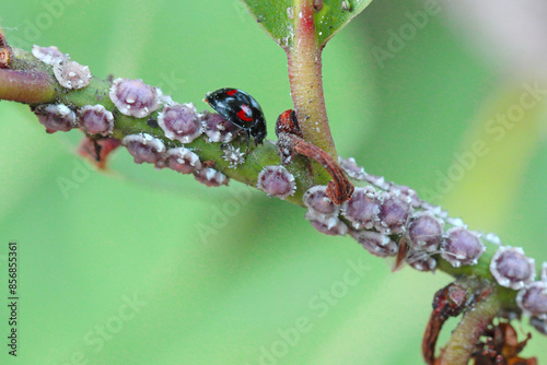 Fig wax scale Ceroplastes rusci on  bay laurel (Laurus nobilis) shrub and their natural enemy the ladybird Exochomus quadripustulatus. photo