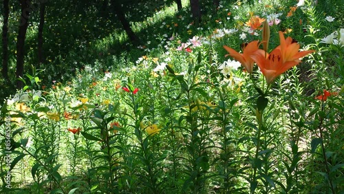 Japanese Flowers