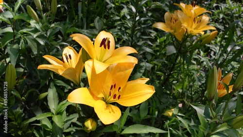 Japanese Flowers
