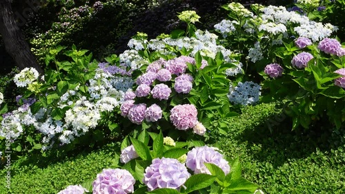 Japanese hydrangea
