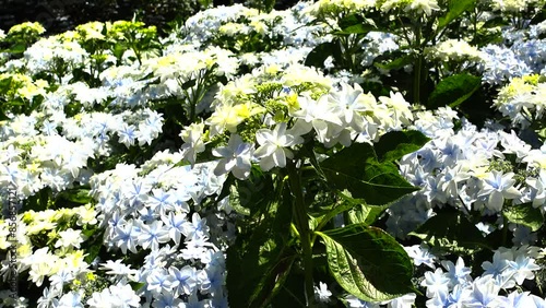Japanese hydrangea