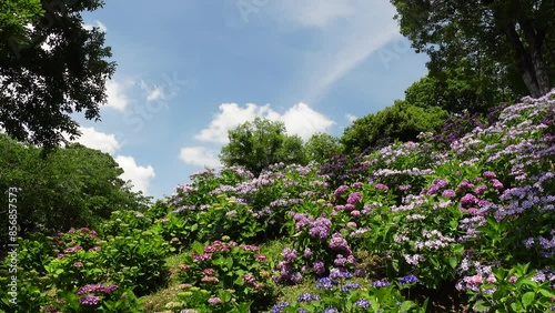 Japanese hydrangea