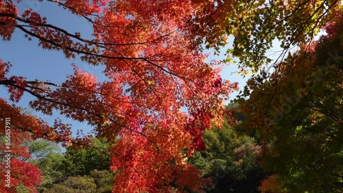 Autumn Foliage
