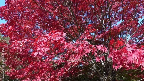 Autumn Foliage
