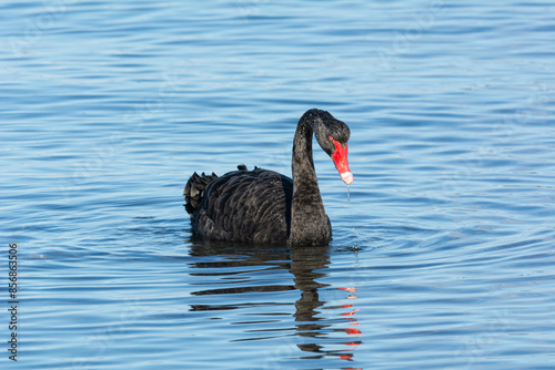 Black Swan isolated, single bird on blue water, wild Australian native water bird.