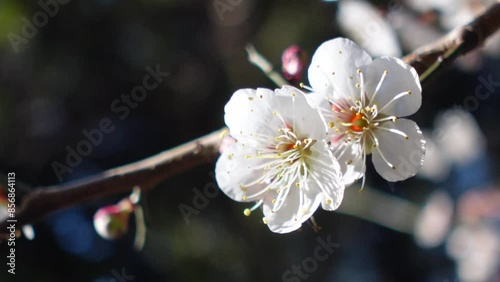 Cherry Blossoms