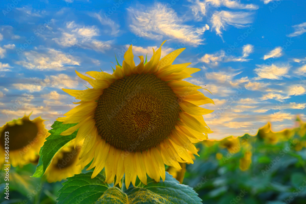 Sunflowers field on blue sky. Harvesting Sunflower Seeds in agriculture. Huge yellow flowers on summer sun is harvesting sunflower seeds in autumn harvest season. Sunflowers farming for sunflower oil. Sunflowers field on blue sky. Harvesting Sunflower Seeds in agriculture. Huge yellow flowers on summer sun is harvesting sunflower seeds in autumn harvest season. Sunflowers farming for sunflower oil.