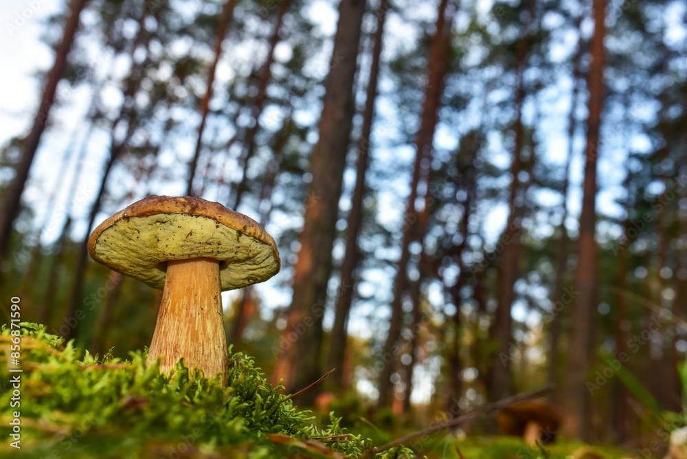 Mushroom. King Pine Bolete in moss at forest. White Mushroom Fungal Mycelium in wildlife. Edible Big Boletus mushrooms at woodland. Single bolete mushrooms. Porcini Cep mushrooming season. Mushroom. King Pine Bolete in moss at forest. White Mushroom Fungal Mycelium in wildlife. Edible Big Boletus mushrooms at woodland. Single bolete mushrooms. Porcini Cep mushrooming season.