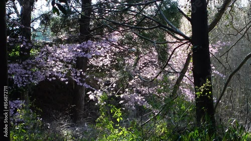 Cherry Blossoms
