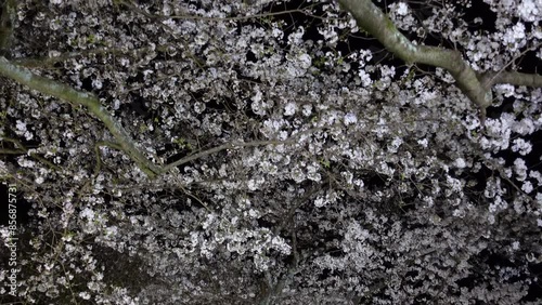 Cherry Blossoms

