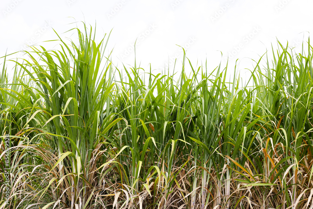Sugar cane fields, Sugarcane plantation Sugar cane fields, Sugarcane plantation