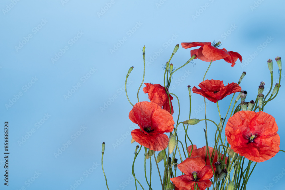 Naklejka premium Close up of red poppies on blue background.