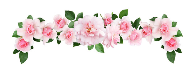 Beautiful pink rose flowers and leaves in a floral border isolated on white or transparent background